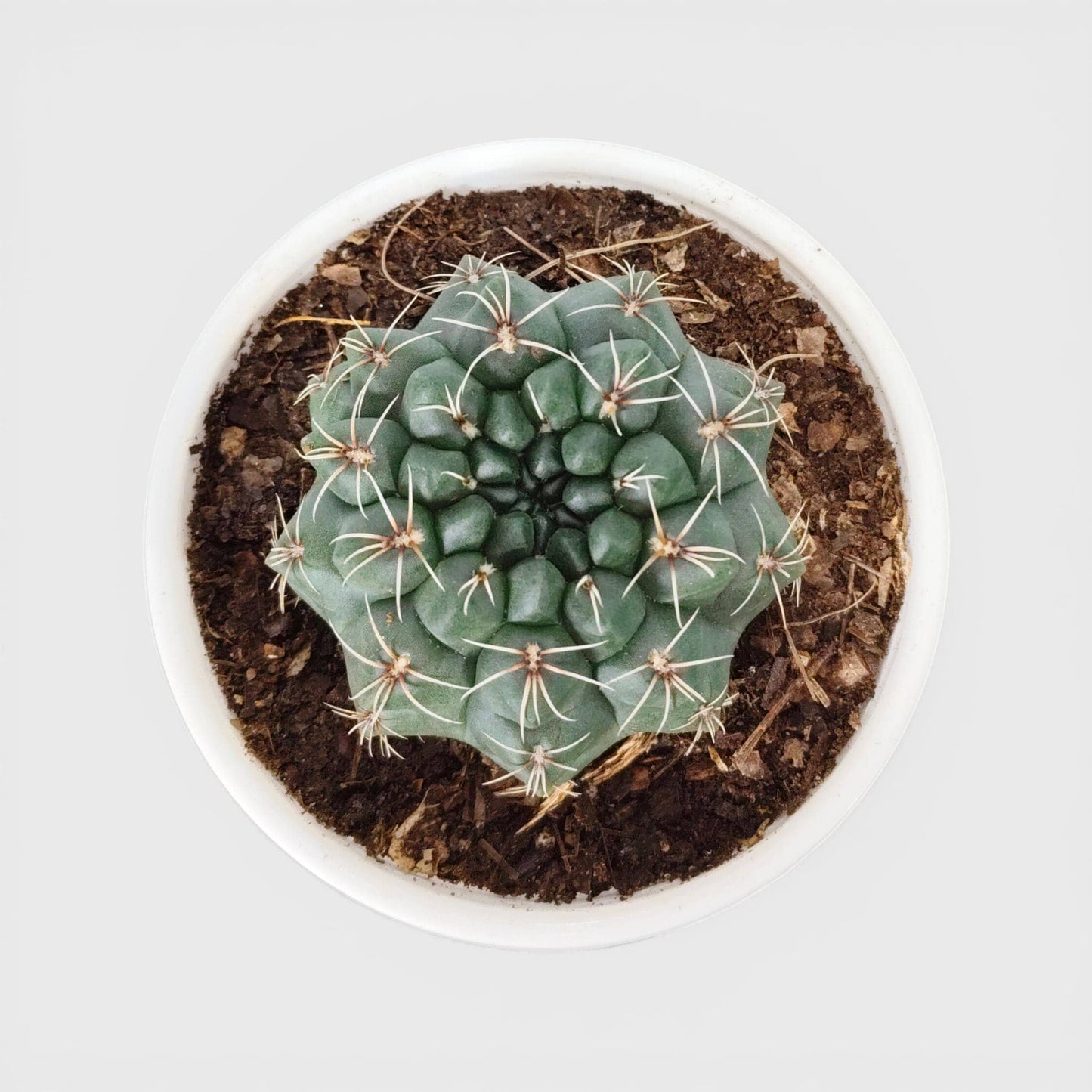 Gymnocalycium Baldianum – Flowering Ball Cactus | Easy Care Cactus | Bare Rooted