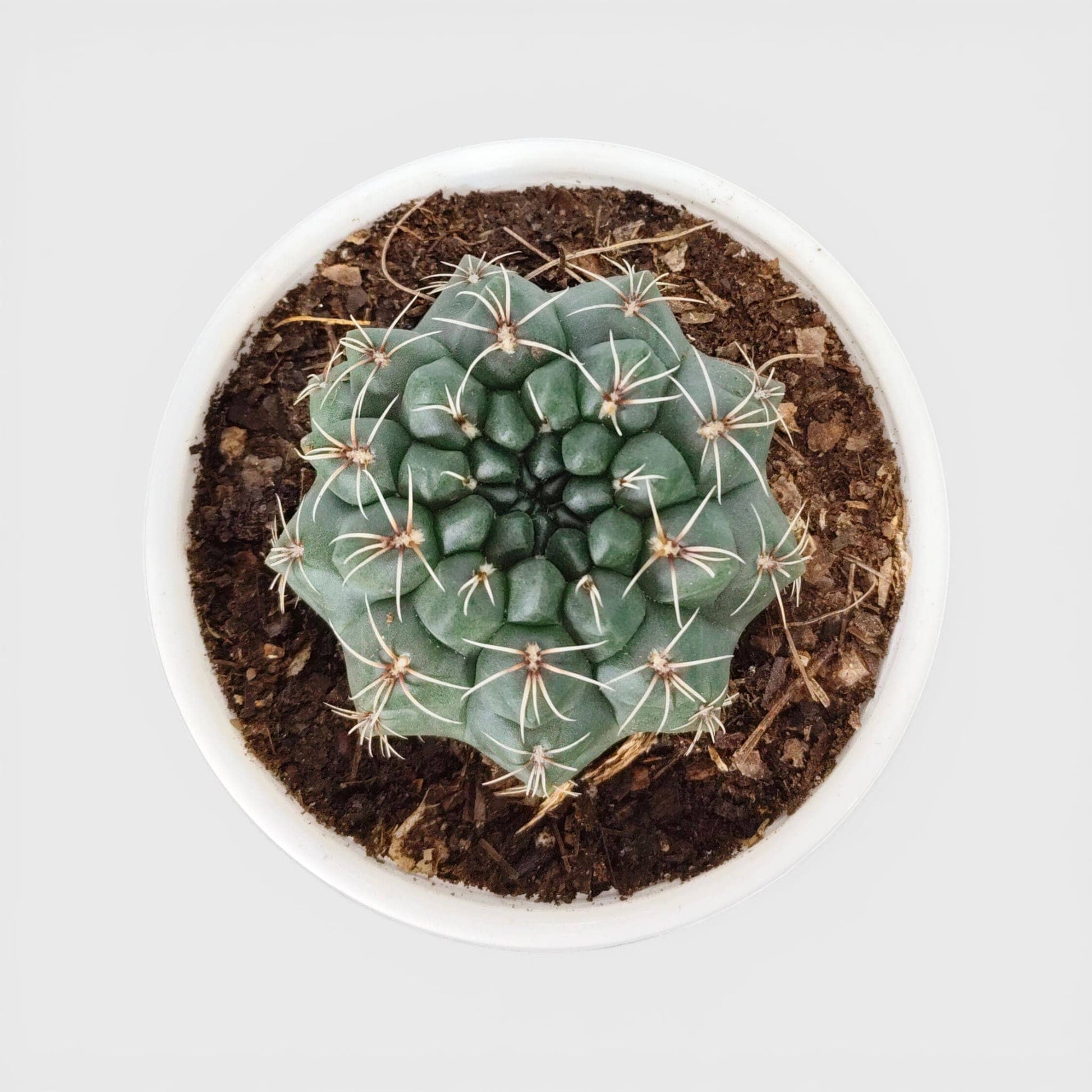 Gymnocalycium Baldianum – Flowering Ball Cactus | Easy Care Cactus | Bare Rooted