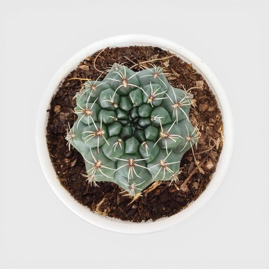 Gymnocalycium Baldianum – Flowering Ball Cactus | Easy Care Cactus | Bare Rooted