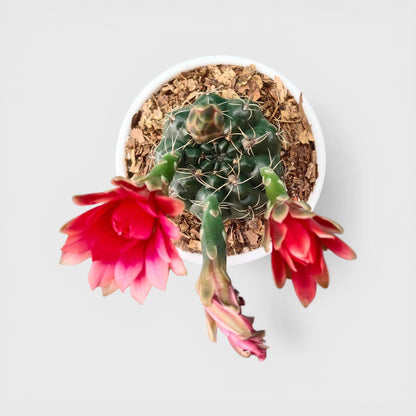Gymnocalycium Baldianum – Flowering Ball Cactus | Easy Care Cactus | Bare Rooted