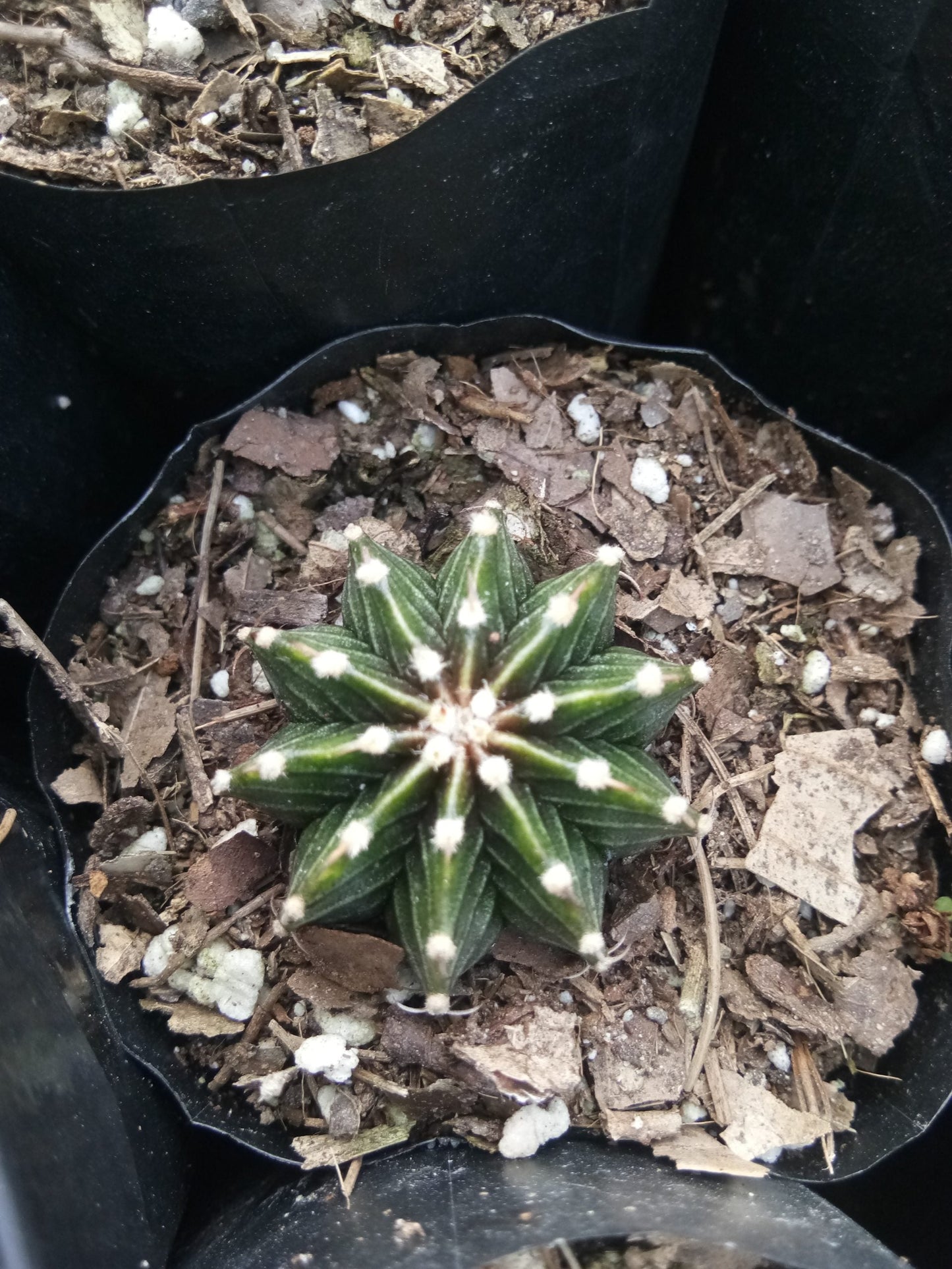 Gymnocalycium LB Cactus - Stunning and Easy - to - Care - for Succulent - My Store