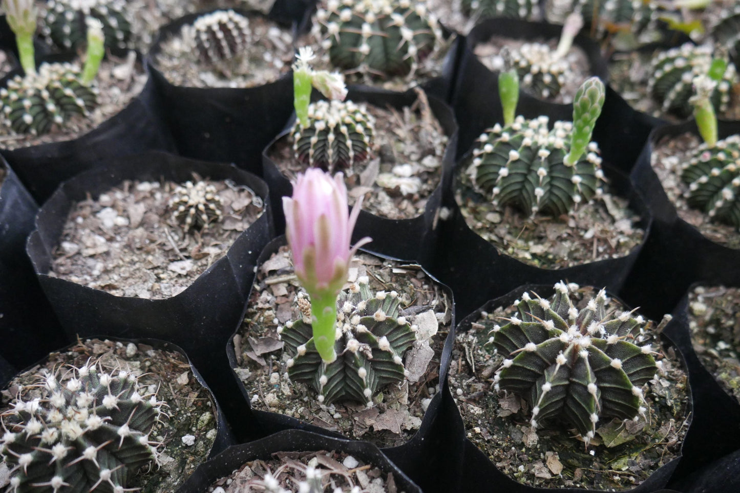 Gymnocalycium LB Cactus - Stunning and Easy - to - Care - for Succulent - My Store