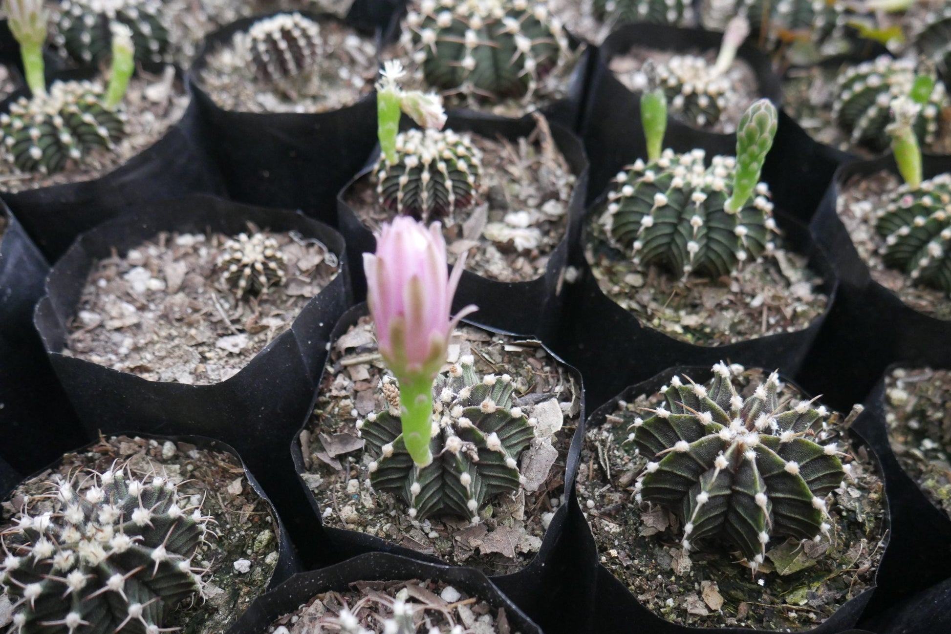 Gymnocalycium LB Cactus - Stunning and Easy - to - Care - for Succulent - My Store