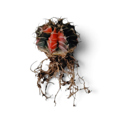 Gymnocalycium LB Mihanovichii Variegated – Colorful Variegated Cactus