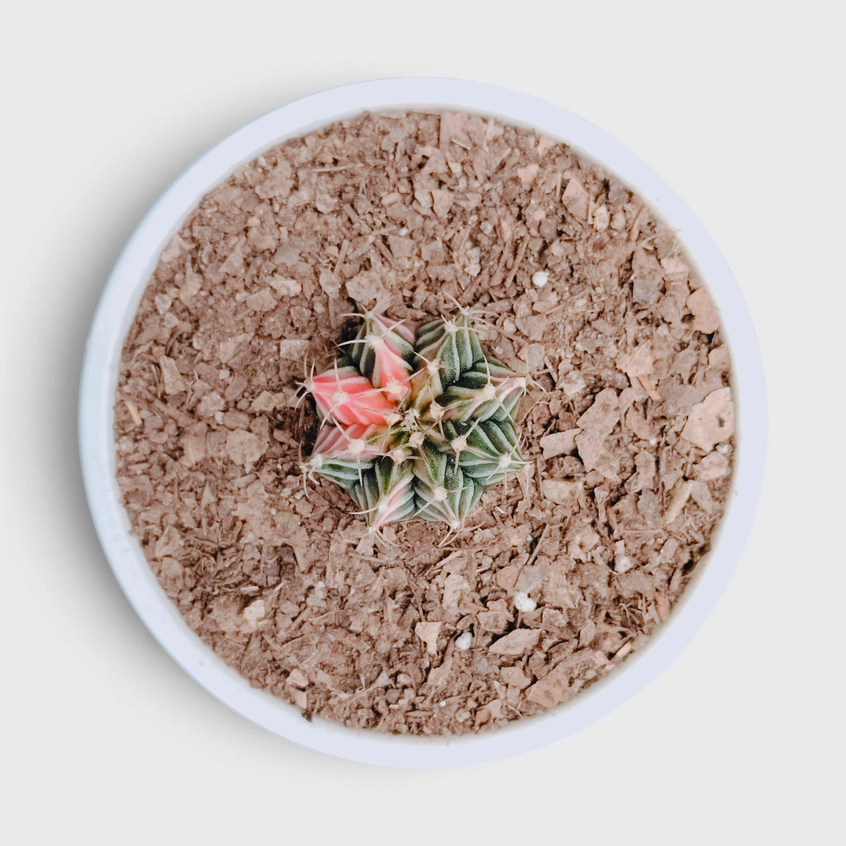 Gymnocalycium LB Mihanovichii Variegated – Colorful Variegated Cactus