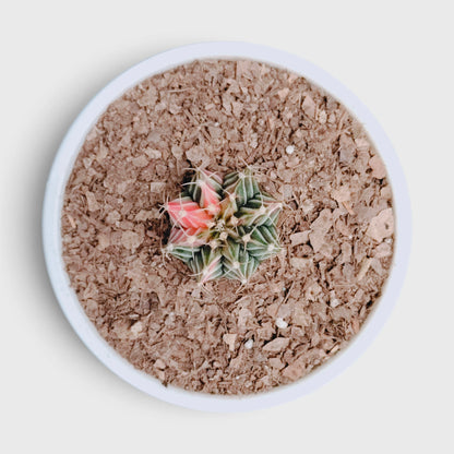 Gymnocalycium LB Mihanovichii Variegated – Colorful Variegated Cactus