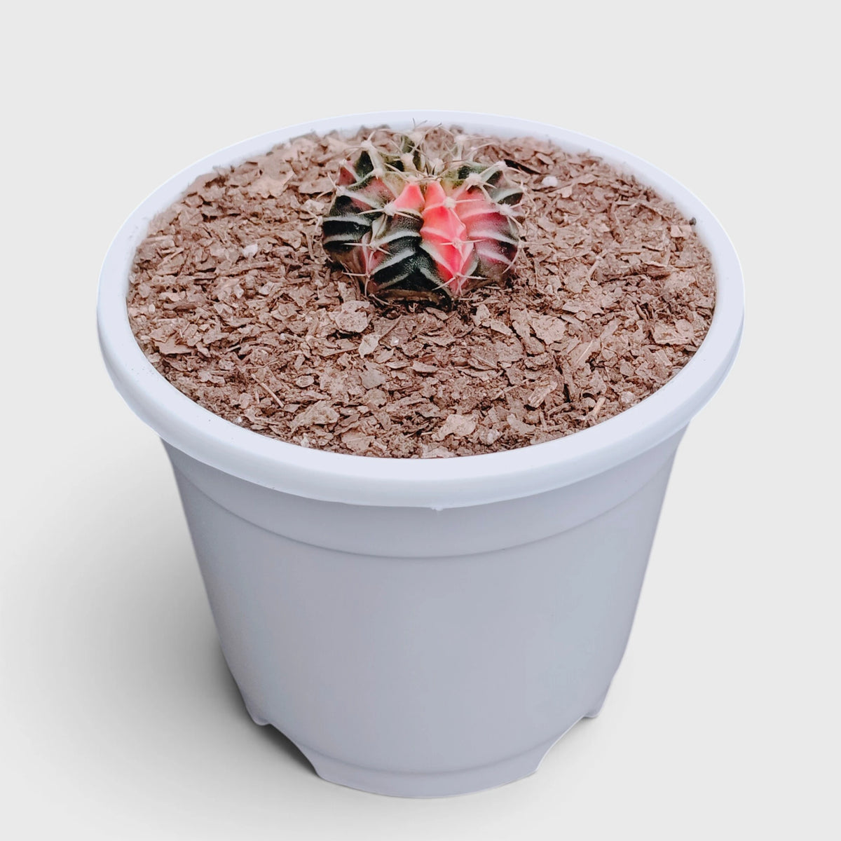 Gymnocalycium LB Mihanovichii Variegated – Colorful Variegated Cactus