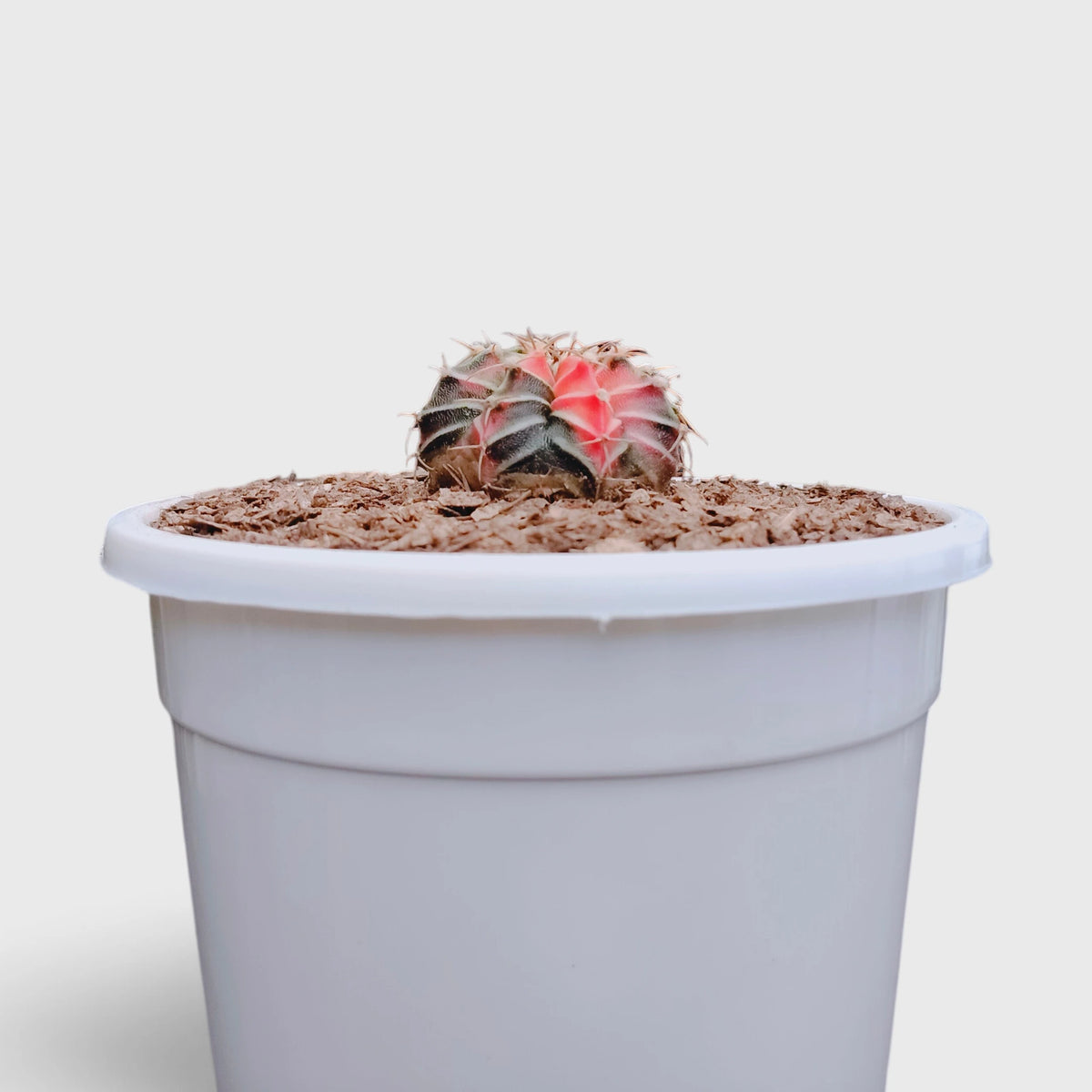 Gymnocalycium LB Mihanovichii Variegated – Colorful Variegated Cactus