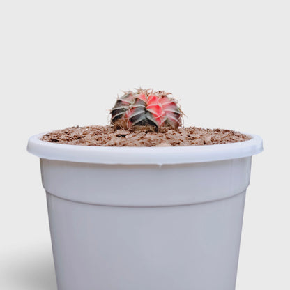 Gymnocalycium LB Mihanovichii Variegated – Colorful Variegated Cactus