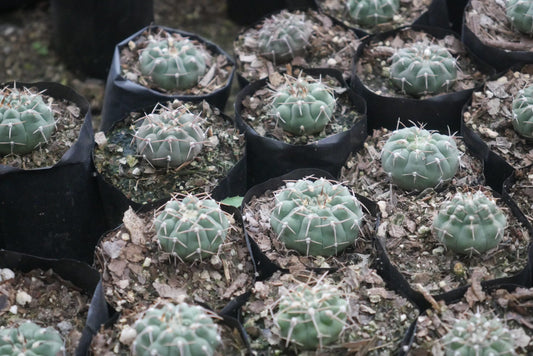Gymnocalycium Quehlianum Hybrid Cactus - Awaits You at Frek - My Store