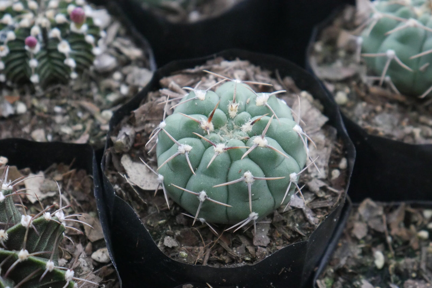 Gymnocalycium Quehlianum Hybrid Cactus - Awaits You at Frek - My Store