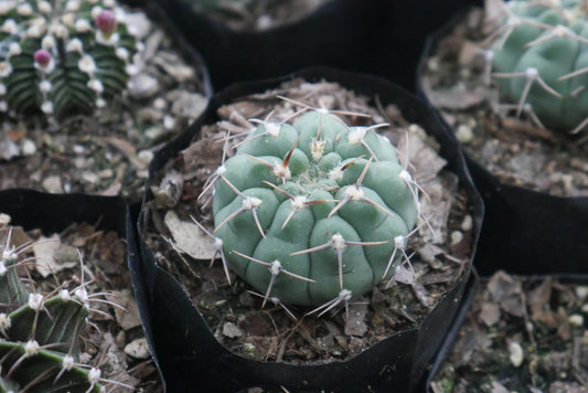 Gymnocalycium Quehlianum Hybrid Cactus - Awaits You at Frek - My Store