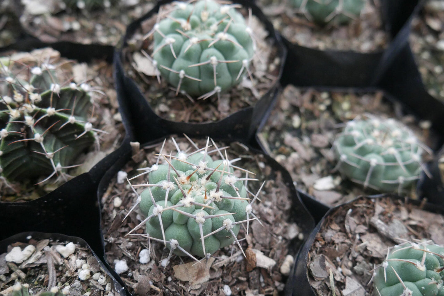 Gymnocalycium Quehlianum Hybrid Cactus - Awaits You at Frek - My Store