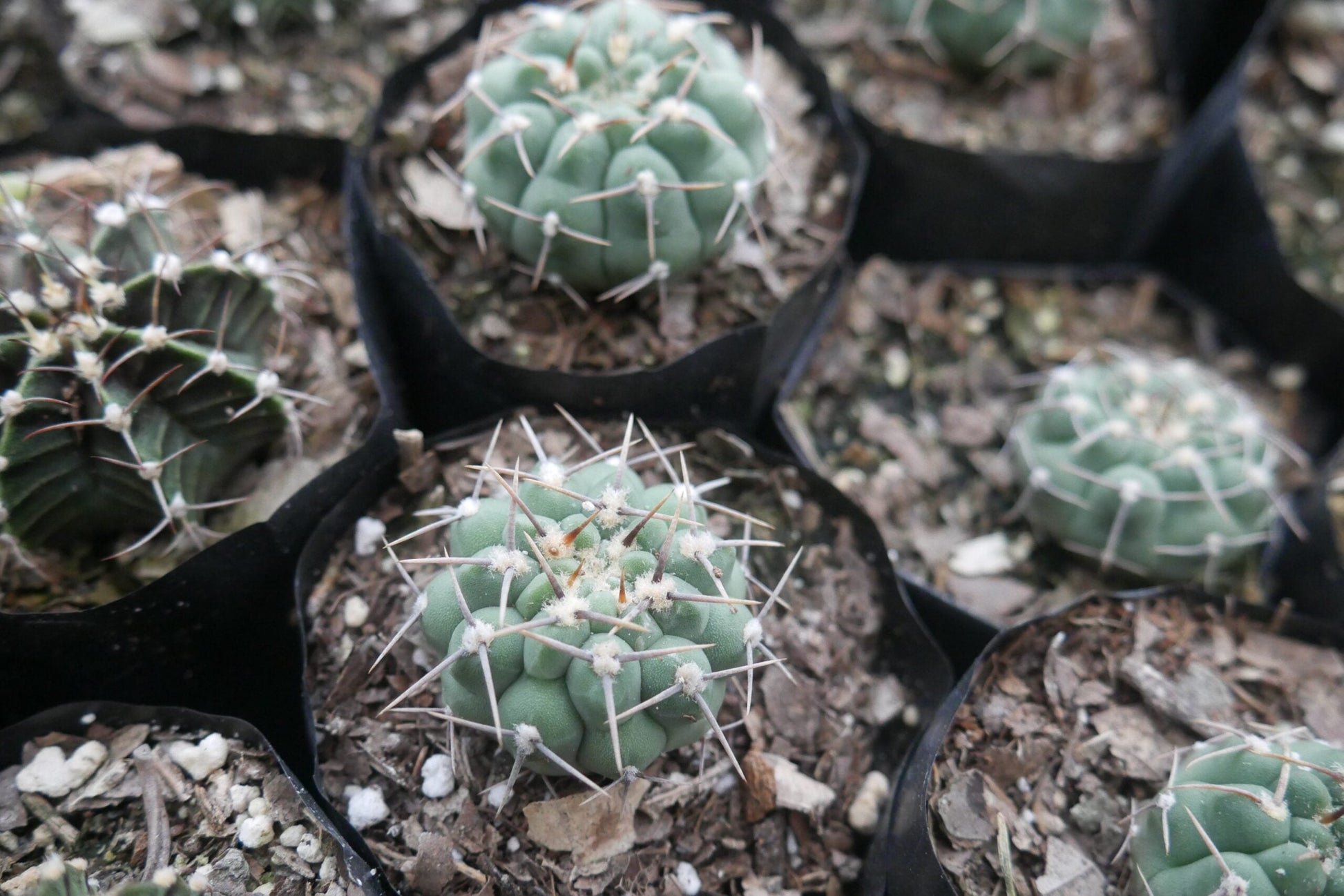 Gymnocalycium Quehlianum Hybrid Cactus - Awaits You at Frek - My Store