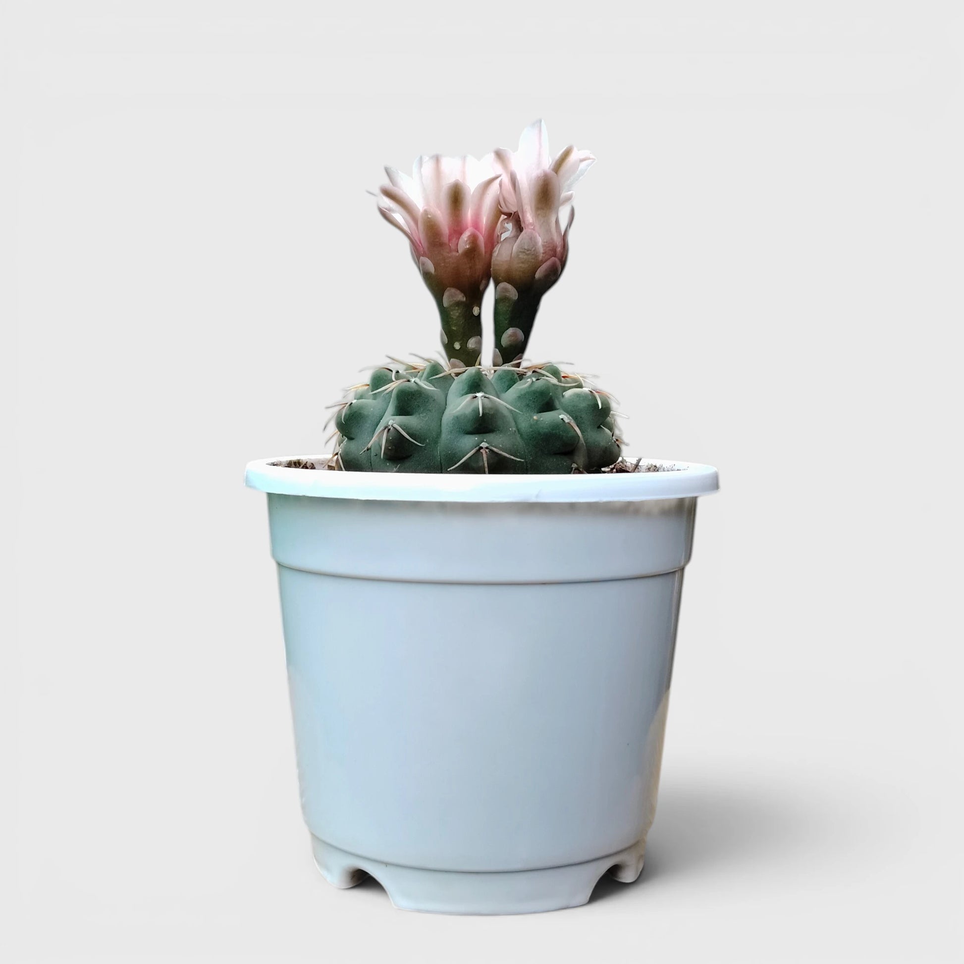 Rare Gymnocalycium Quehlianum Hybrid | Well Rooted Mature Flowering Cactus