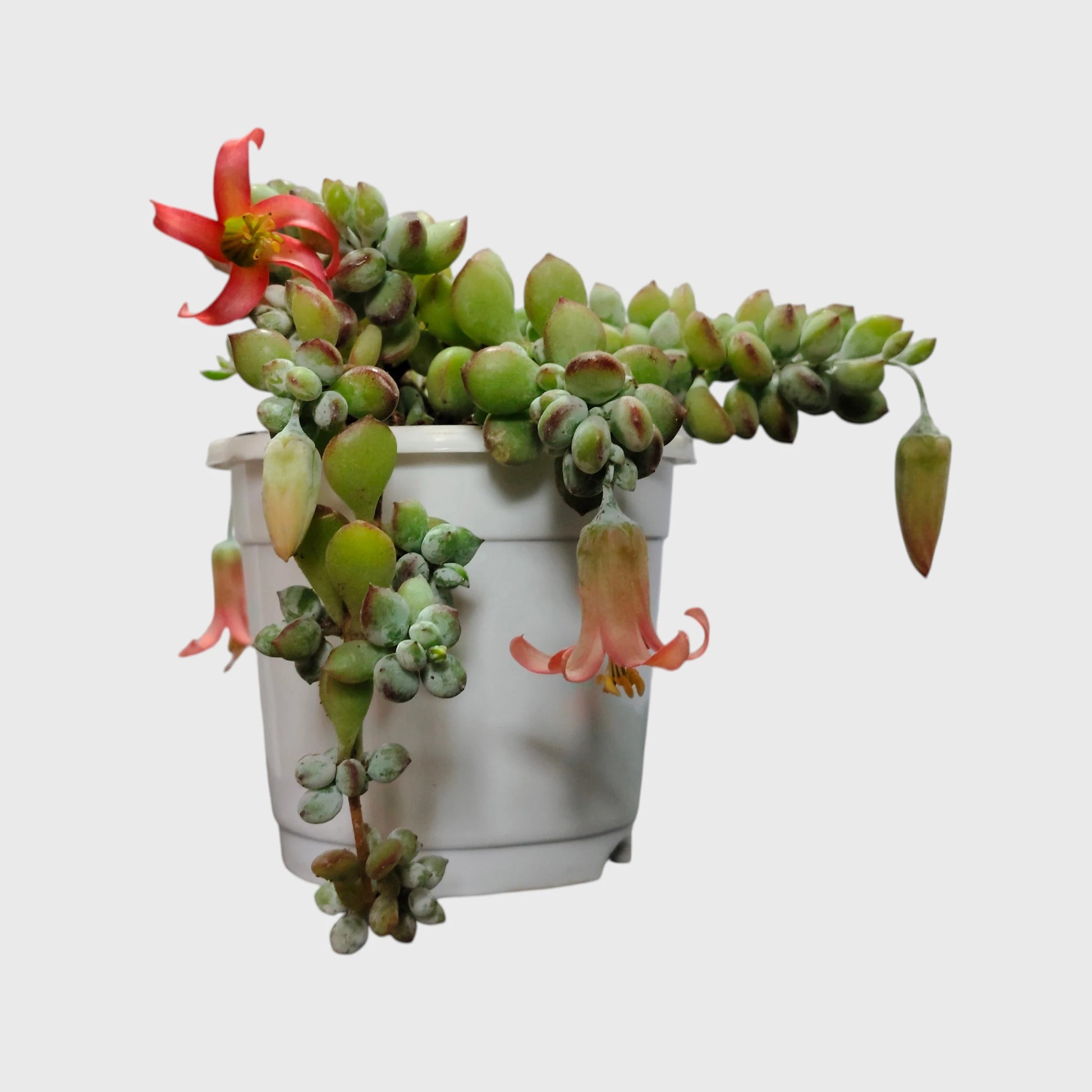 Cliff Cotyledon (Cotyledon Pendens) – Rare Trailing Succulent | Hanging Indoor Plant | Bare Rooted