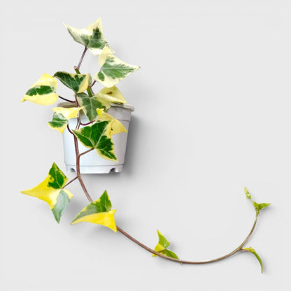 Wax Ivy (Senecio macroglossus) | Well Rooted Mature Variegated Hanging Plant