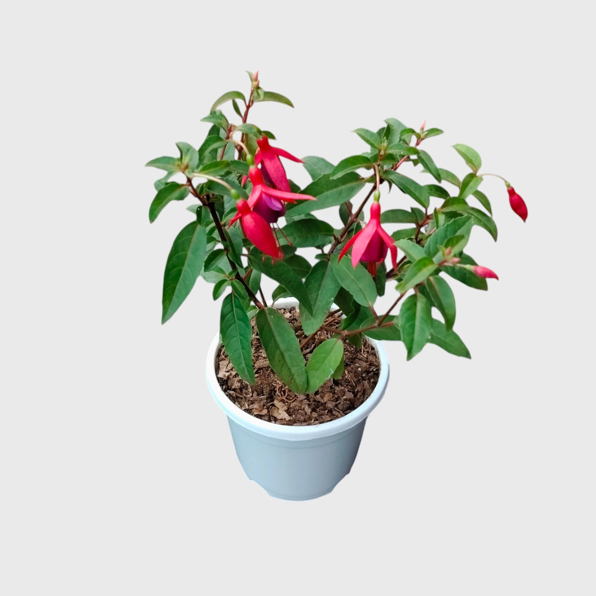 Fuchsia Dancing Doll – Hanging Lantern Flower Plant