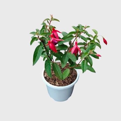 Fuchsia Dancing Doll – Hanging Lantern Flower Plant