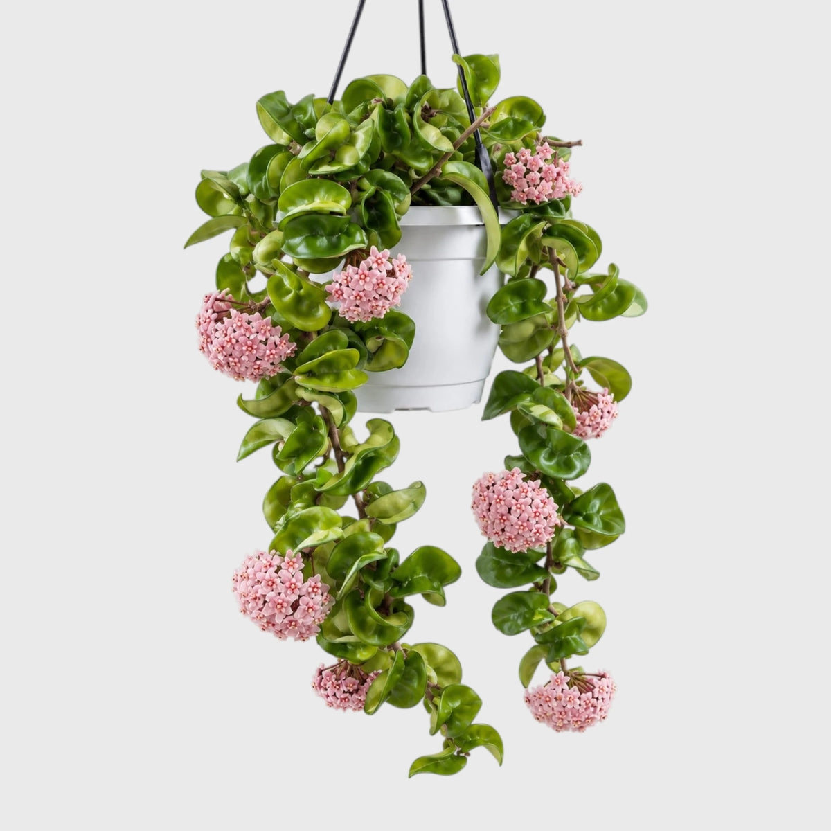 Hoya Hindu Rope – Hoya Carnosa Compacta Hanging Plant