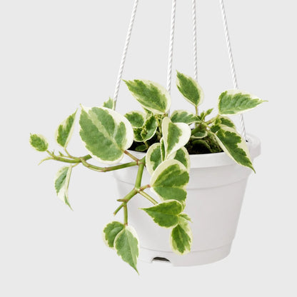 Money Plant (Variegated Pothos)