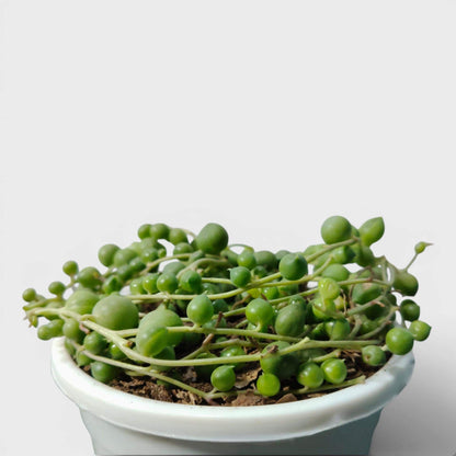 String of Pearls Non Variegated – Bushy Well Matured & Well Rooted Hanging Succulent Plant | Perfect for Home Decor | Bare Rooted