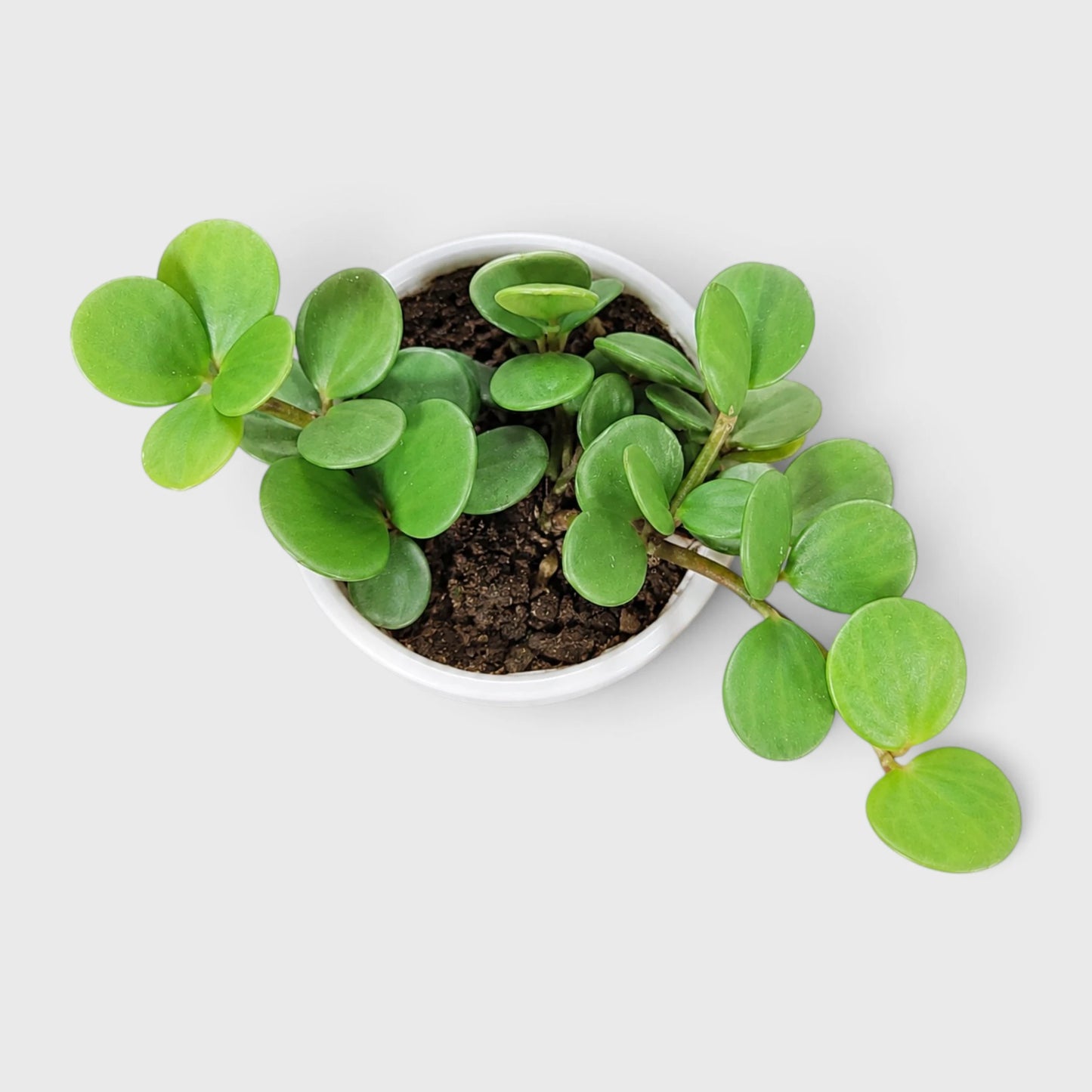 Peperomia Hope (Peperomia Tetraphylla) | Mature Hanging Indoor Plant