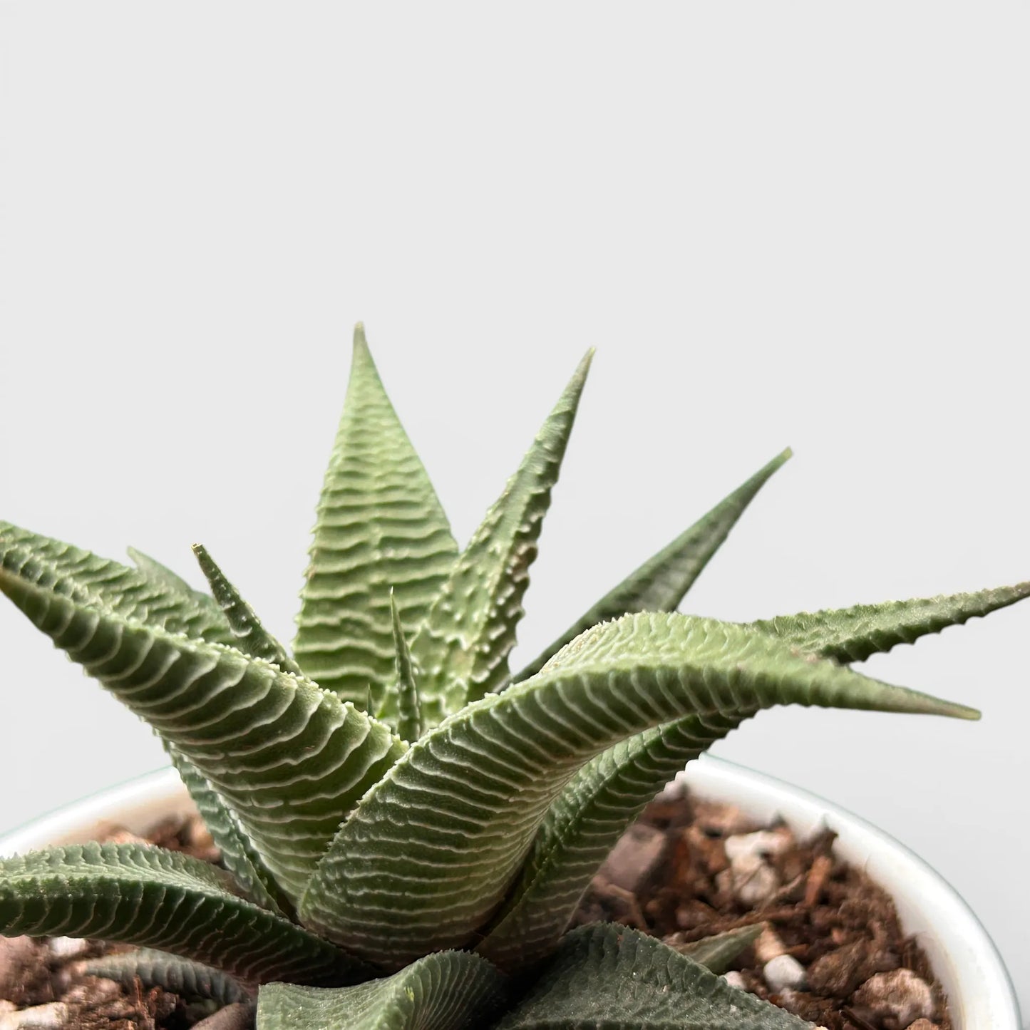 Haworthia Limifolia Non-Variegated – Hardy Low Light Indoor Succulent Plant | Bare Rooted