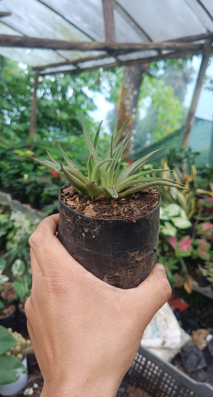 Haworthia Angustifolia – Elegant Succulent for Home, Office, & Garden - My Store