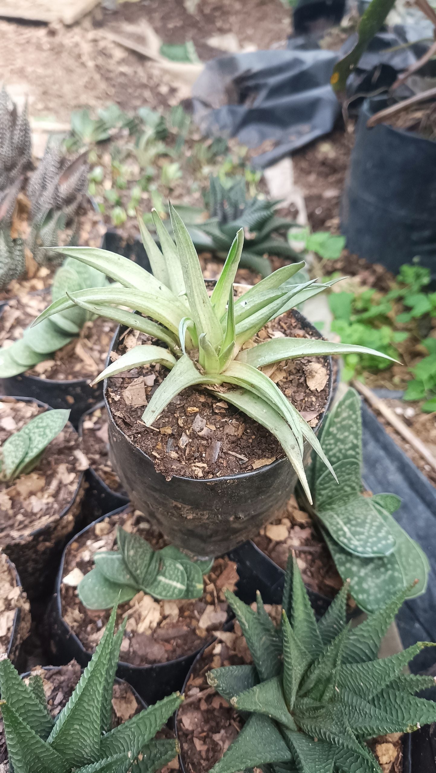 Haworthia Angustifolia – Elegant Succulent for Home, Office, & Garden - My Store