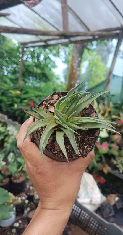Haworthia Angustifolia – Elegant Succulent for Home, Office, & Garden - My Store
