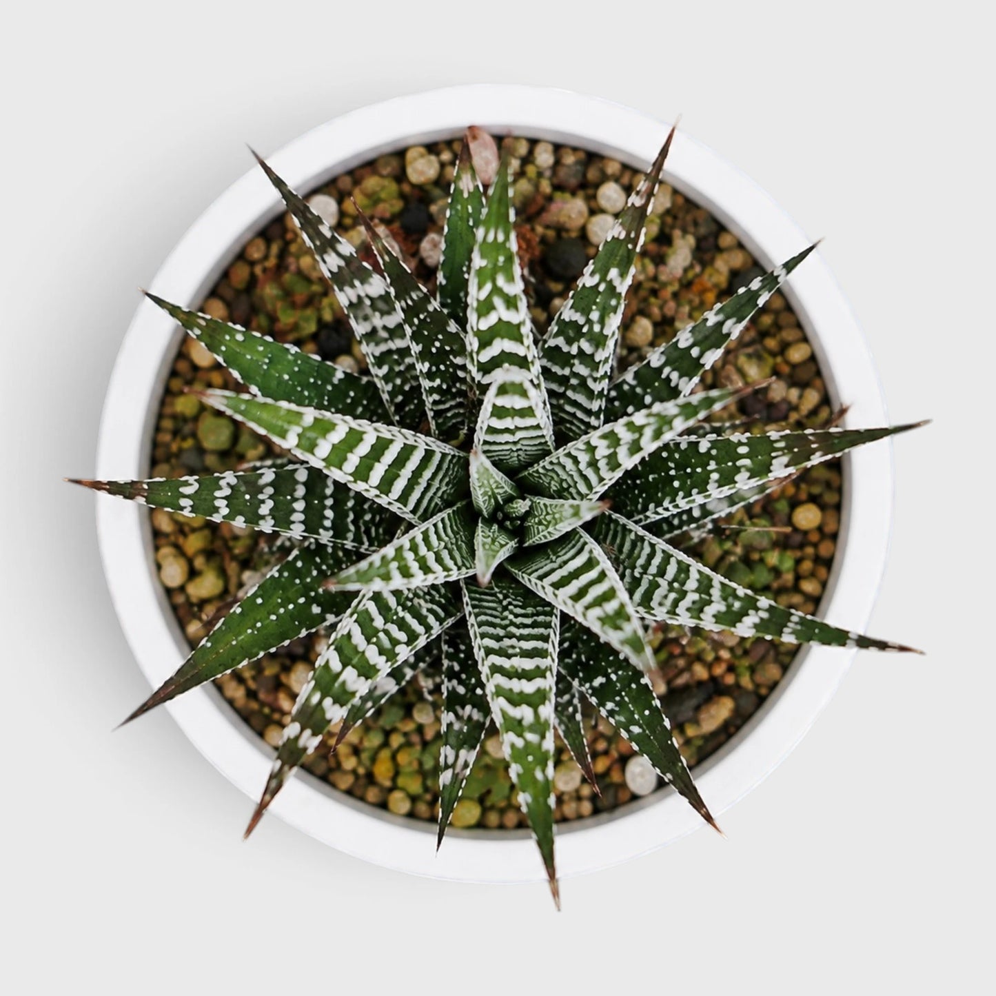 Super White Haworthia Attenuata Zebra | Mature Well Rooted Live Succulent