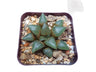 Haworthia Bayeri Bare-Rooted Hybrid: A Charming Blend of Finesse and Resilience- Available at Frek