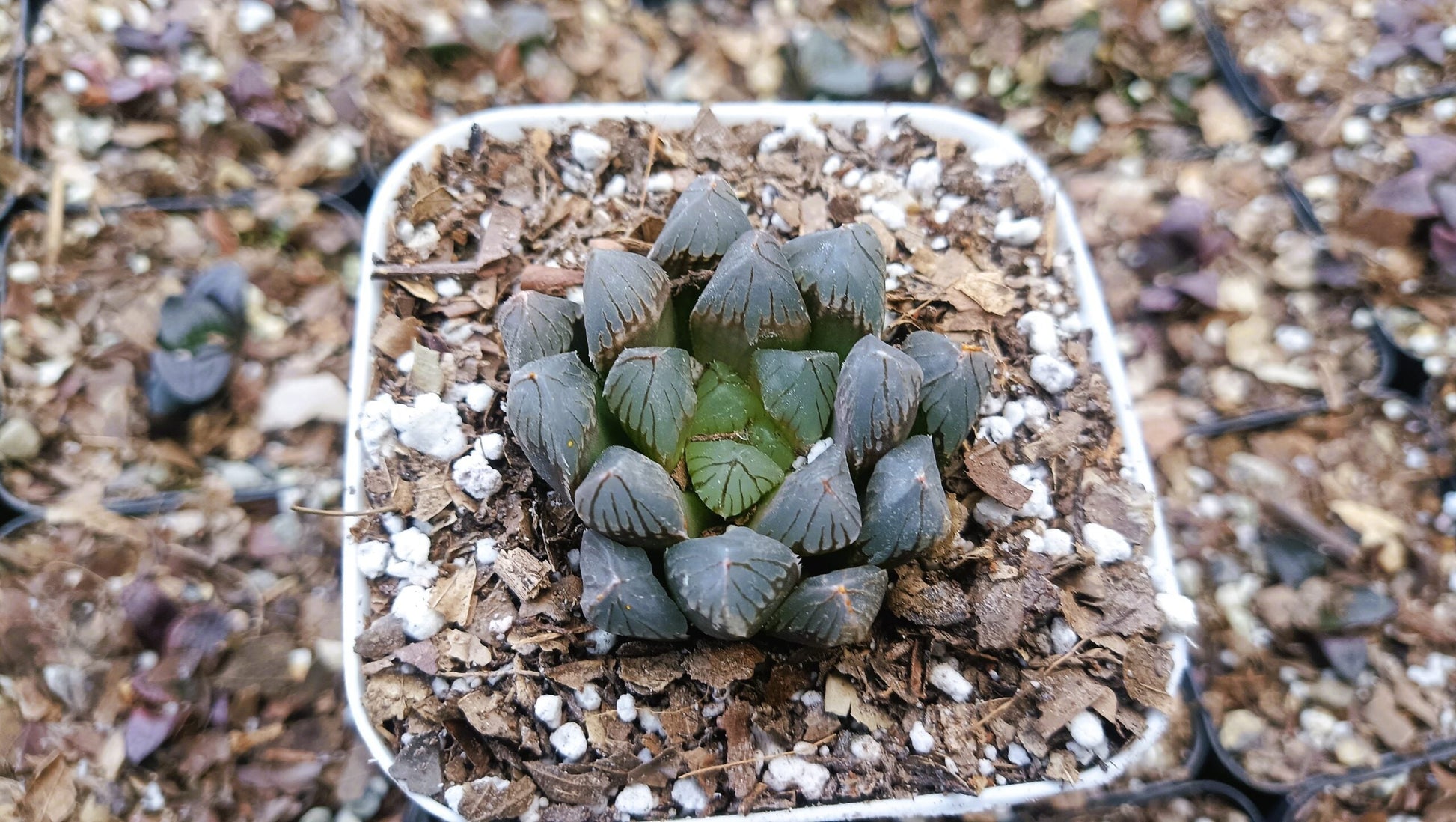 Haworthia Black Cooperi: A Beautiful and Versatile Addition to Any Space - My Store