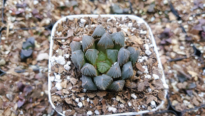 Haworthia Black Cooperi: A Beautiful and Versatile Addition to Any Space - My Store