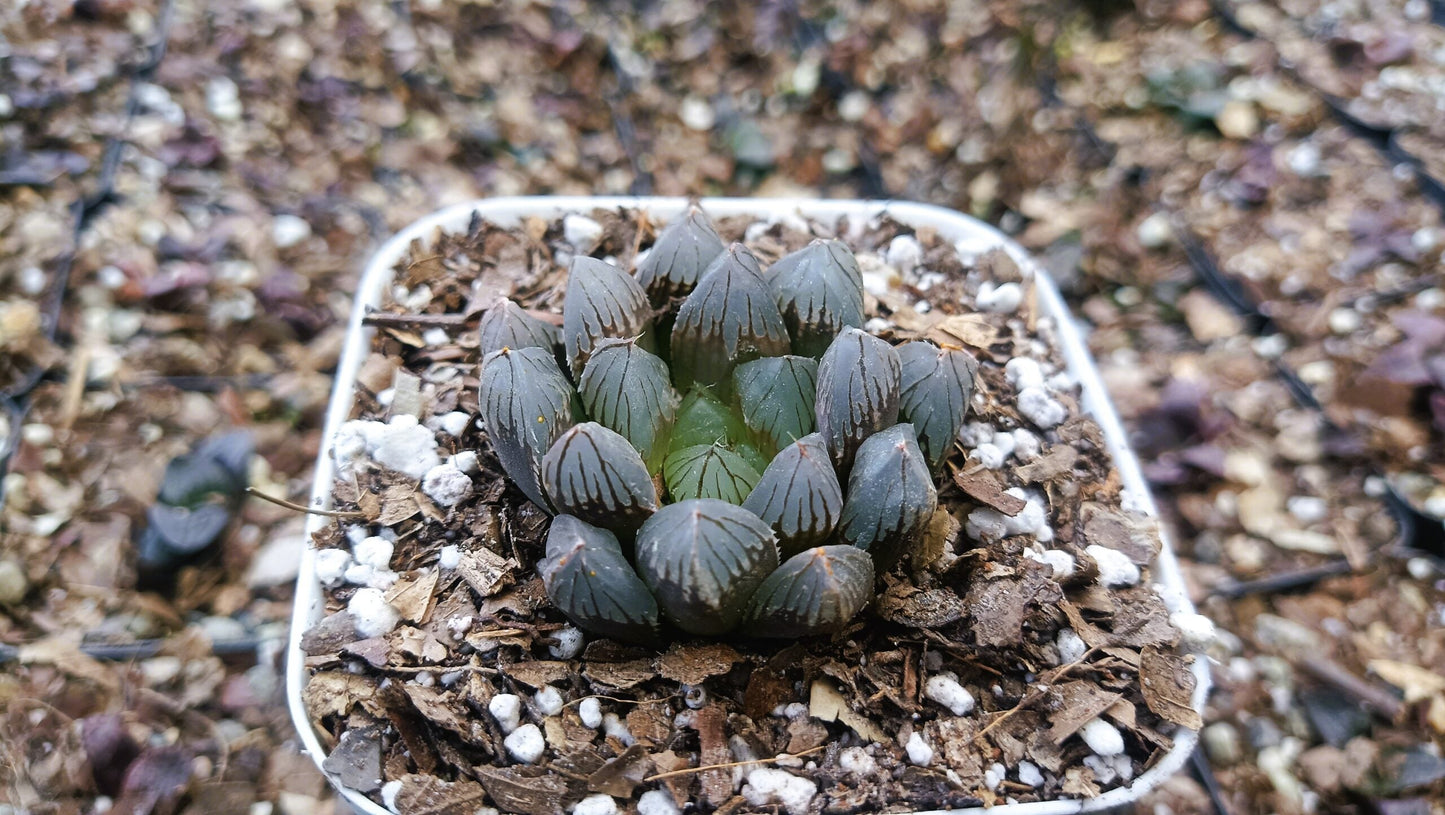 Haworthia Black Cooperi: A Beautiful and Versatile Addition to Any Space - My Store