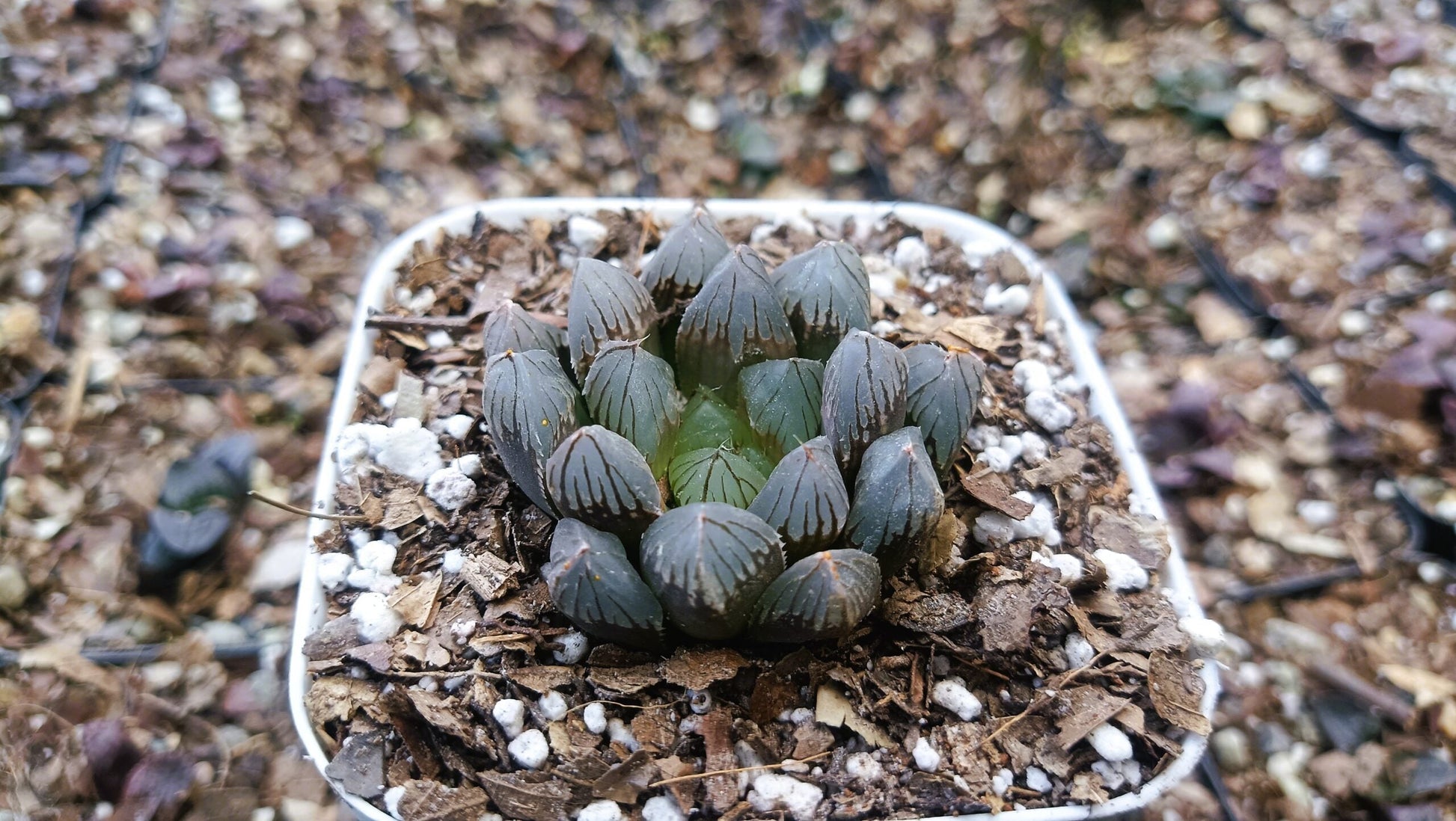 Haworthia Black Cooperi: A Beautiful and Versatile Addition to Any Space - My Store