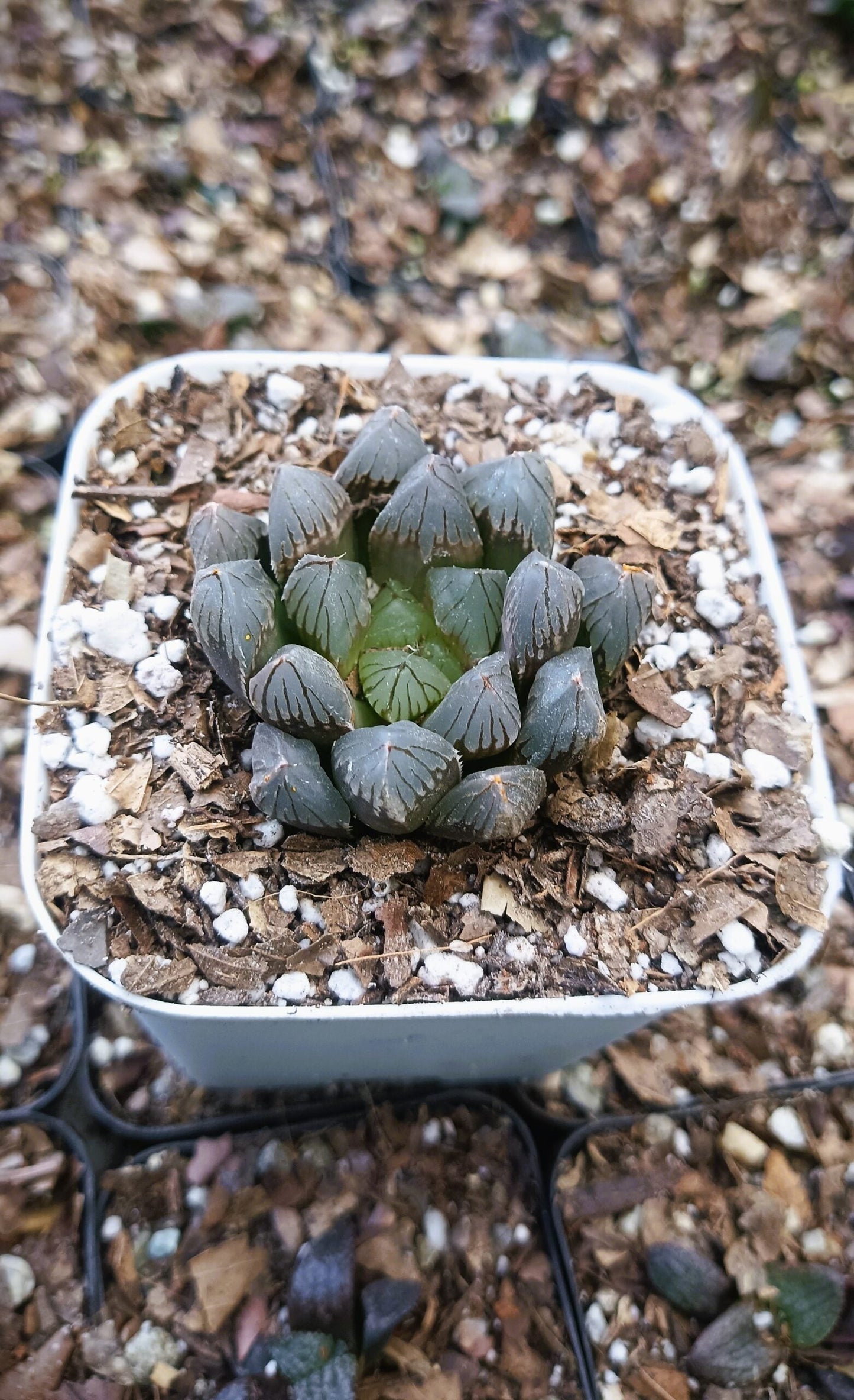 Haworthia Black Cooperi: A Beautiful and Versatile Addition to Any Space - My Store