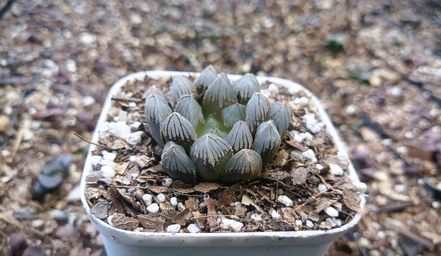 Haworthia Black Cooperi: A Beautiful and Versatile Addition to Any Space - My Store