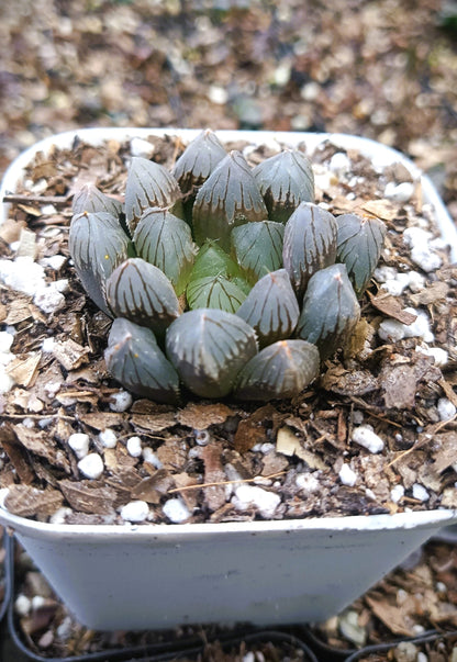 Haworthia Black Cooperi: A Beautiful and Versatile Addition to Any Space - My Store