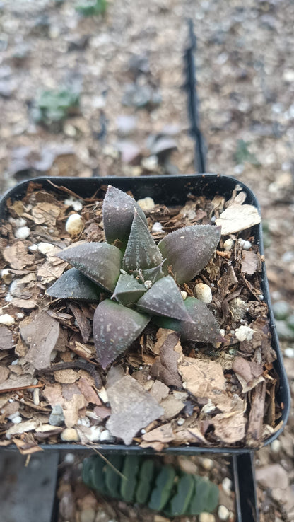 Haworthia Black Lady Hybrid – Elegant Succulent for Homes, Offices, and Gardens - My Store