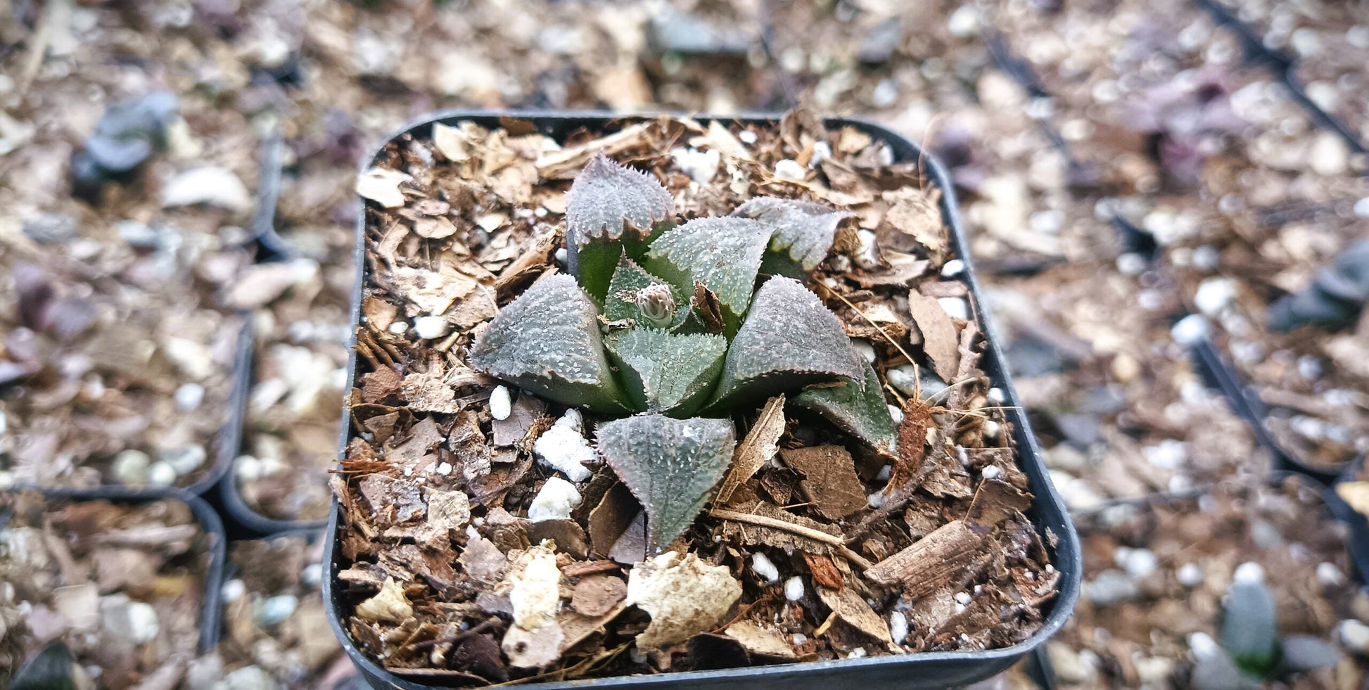Haworthia Black Lady Hybrid – Elegant Succulent for Homes, Offices, and Gardens - My Store