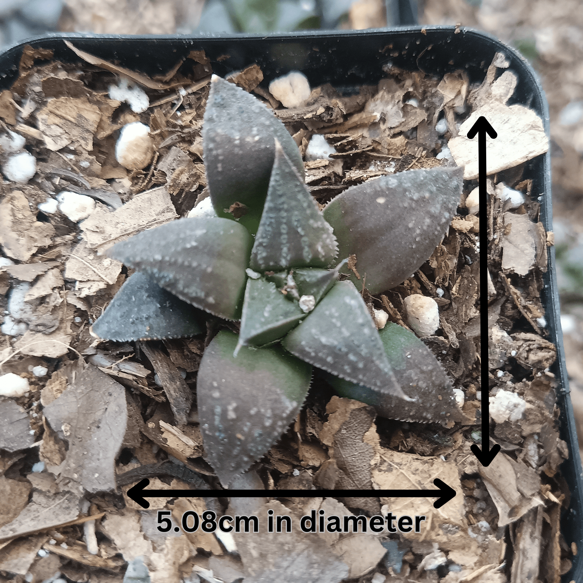 Haworthia Black Lady Hybrid – Elegant Succulent for Homes, Offices, and Gardens - My Store