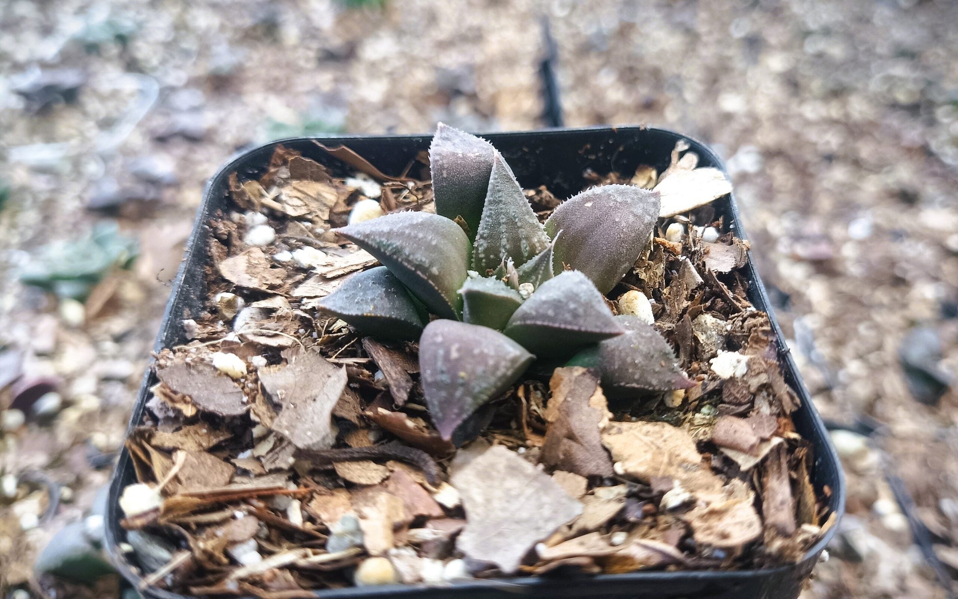 Haworthia Black Lady Hybrid – Elegant Succulent for Homes, Offices, and Gardens - My Store