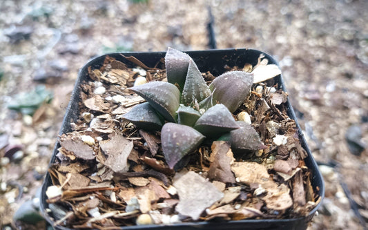 Haworthia Black Lady Hybrid – Elegant Succulent for Homes, Offices, and Gardens - My Store