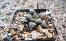 Haworthia Black Lady Bare-Rooted Hybrid – Elegant Succulent for Homes, Offices, and Gardens