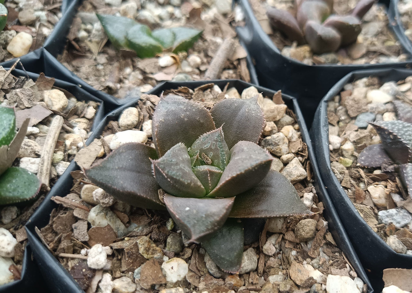 Haworthia Chocolate x Atrofusca Succulent - Captivating Contrast for Any Space - My Store
