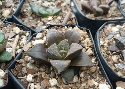 Haworthia Chocolate x Atrofusca Succulent - Captivating Contrast for Any Space - My Store