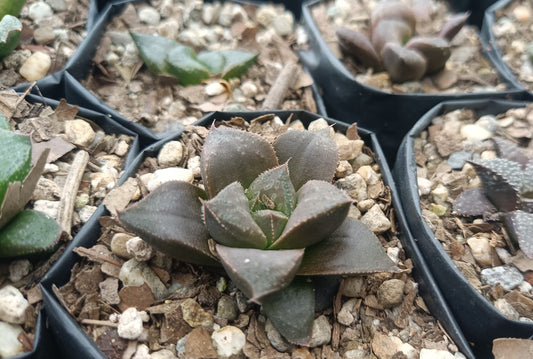 Haworthia Chocolate x Atrofusca Succulent - Captivating Contrast for Any Space - My Store