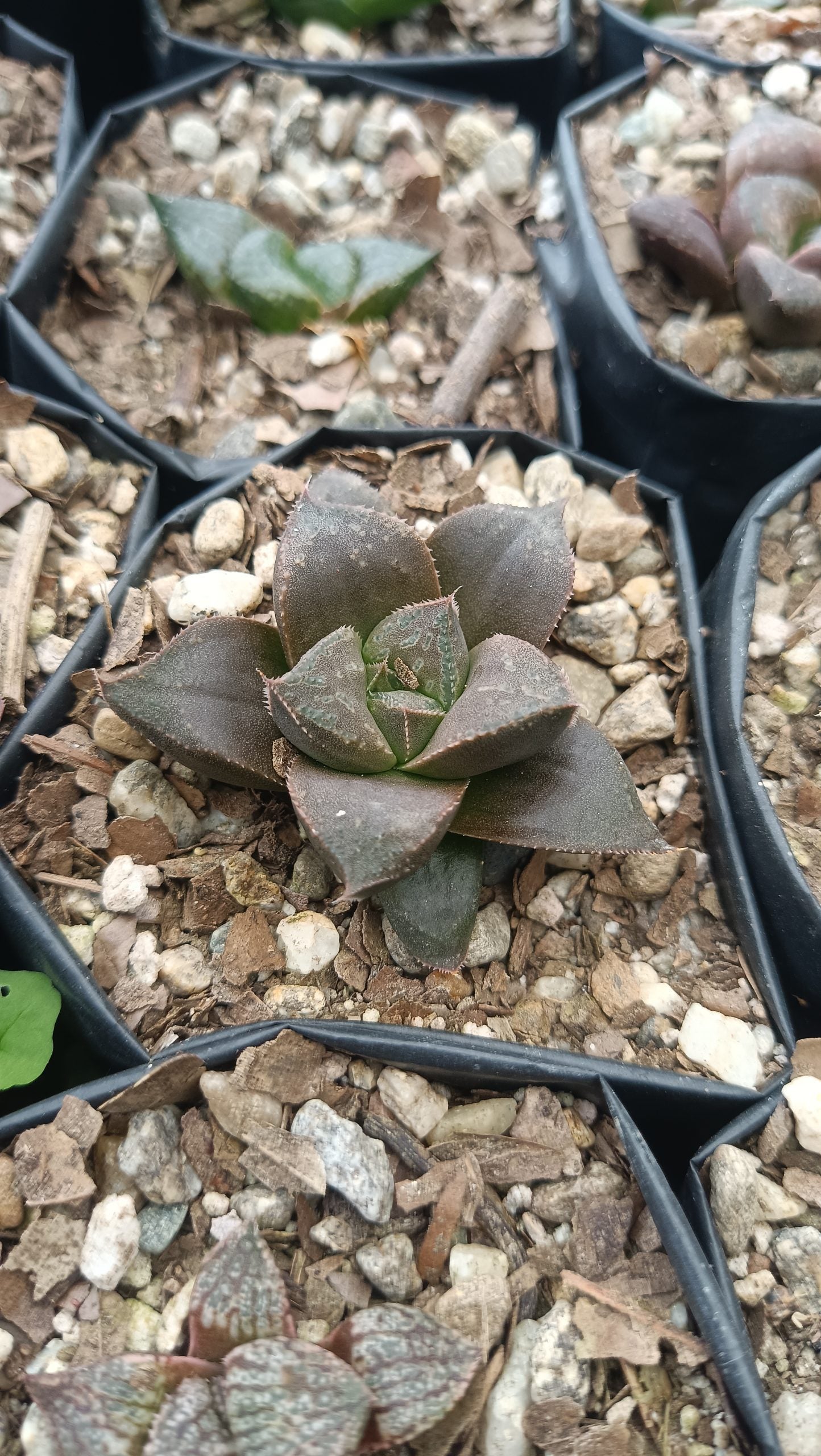 Haworthia Chocolate x Atrofusca Succulent - Captivating Contrast for Any Space - My Store